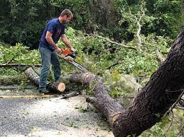 Best Tree and Shrub Care  in Montgomery, MN